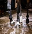 Ochraniacze-crossowe-HORSEWARE-Adagio-2