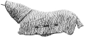 derka-covalliero-rugbe-zebra-1.jpg