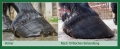 Utwardzacz-do-kopyt-KERALIT-Hoof Strengthener-4