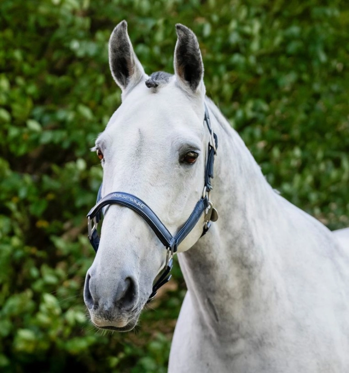 Kantar-HORSEWARE-Grooming-navy-4