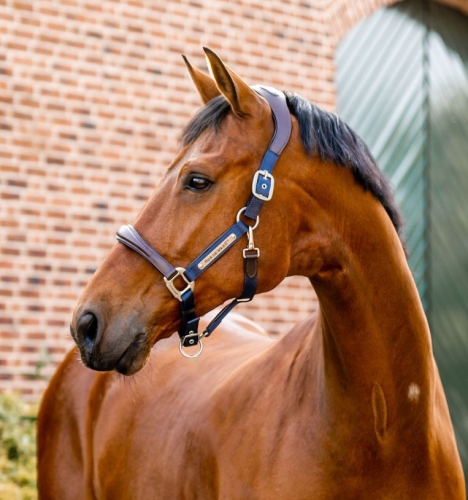 Kantar-skorzany-HORSEWARE-Signature-navy-1