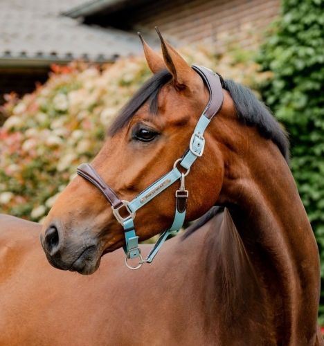 Kantar-skorzany-HORSEWARE-Signature-blue-haze-1