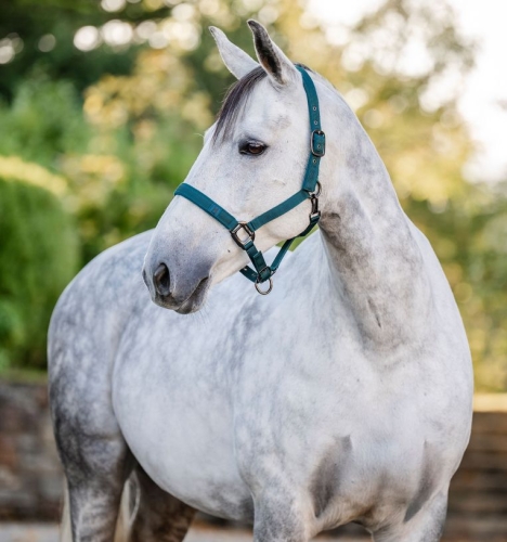 Kantar z uwiązem HORSEWARE dynasty green