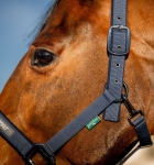 Kantar-z-uwiazem-HORSEWARE-AMIGO-navy-2
