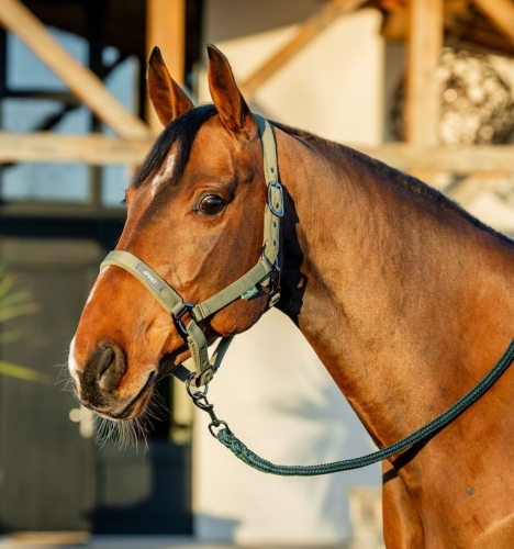 Kantar-z-uwiazem-HORSEWARE-AMIGO-bramble-1