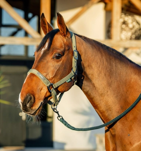 Kantar-z-uwiazem-HORSEWARE-AMIGO-bramble-1