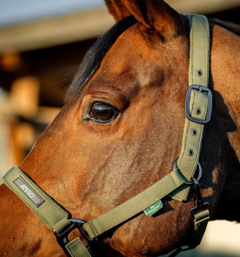 Kantar-z-uwiazem-HORSEWARE-AMIGO-bramble-2
