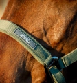 Kantar-z-uwiazem-HORSEWARE-AMIGO-bramble-3