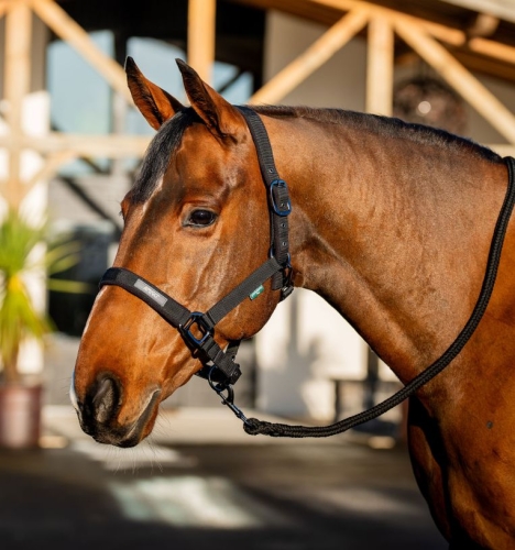Kantar-z-uwiazem-HORSEWARE-AMIGO-black-1