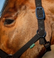 Kantar-z-uwiazem-HORSEWARE-AMIGO-black-3
