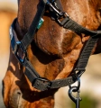 Kantar-z-uwiazem-HORSEWARE-AMIGO-black-4