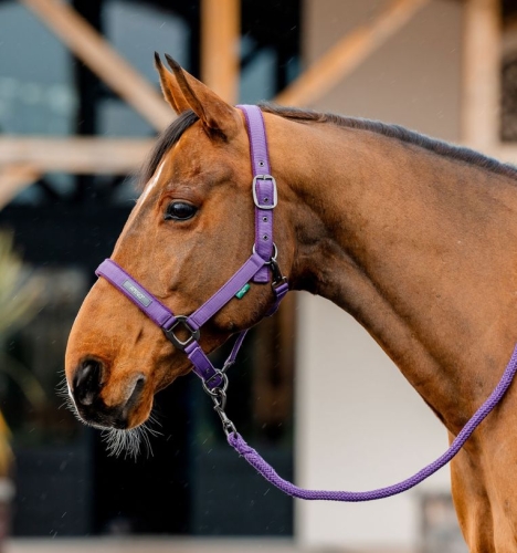 Kantar-z-uwiazem-HORSEWARE-AMIGO-winterberry-1