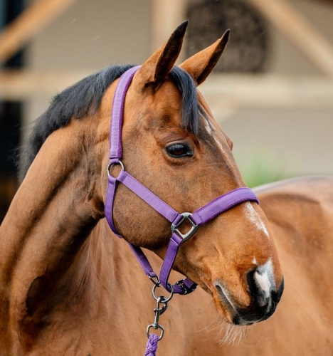 Kantar-z-uwiazem-HORSEWARE-AMIGO-winterberry-2