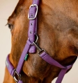 Kantar-z-uwiazem-HORSEWARE-AMIGO-winterberry-5