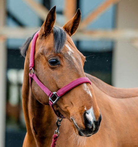 Kantar-z-uwiazem-HORSEWARE-AMIGO-mulberry-1