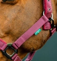 Kantar-z-uwiazem-HORSEWARE-AMIGO-mulberry-3
