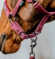 Kantar-z-uwiazem-HORSEWARE-AMIGO-mulberry-4