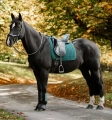 Czaprak-ujezdzeniowy-HORSEWARE-Close-Contact-dynasty-green-06