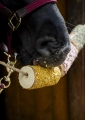 Gryzak-ziolowy-CANDY-HORSE-Stable-Party-24h-04