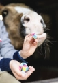 Beziki-CANDY-HORSE-Stable-Party-3