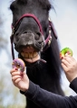 Paczki-z-lukrem-CANDY-HORSE-Donuty-Stable-Party-3