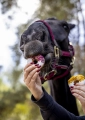 Paczki-candy-horse-stable-party-hibiskus-i-dzika-roza-2