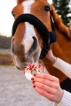 Paczki-candy-horse-stable-party-hibiskus-i-dzika-roza-4