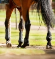 Ochraniacze-skokowe-tylne-HORSEWARE-Classic-Fetlock-Boots-04