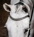 Oglowie-HORSEWARE-Micklem-Diamante Competition-czarne-03