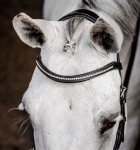 Oglowie-HORSEWARE-Micklem-Diamante Competition-czarne-03