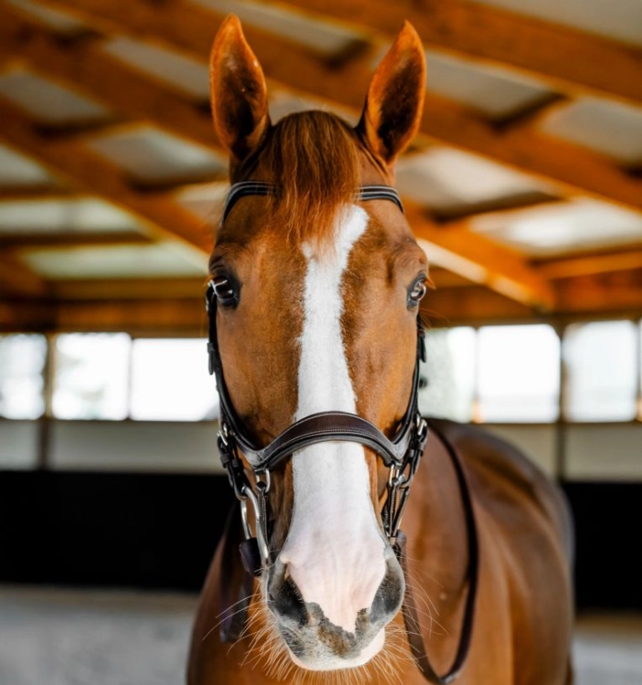 Ogłowie-anatomiczne-HORSEWARE-MICKLEM-Competition-dark-havana-05