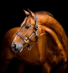 Kantar-skorzany-HORSEWARE-Signature-brazowy-01