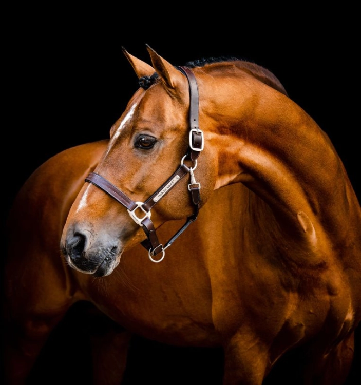 Kantar-skorzany-HORSEWARE-Signature-brazowy-01