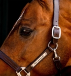 Kantar-skorzany-HORSEWARE-Signature-brazowy-03