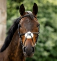 Oglowie-meksykanskie-HORSEWARE-Figure-8-Grackle-07
