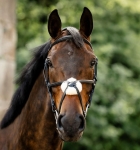 Oglowie-meksykanskie-HORSEWARE-Figure-8-Grackle-07