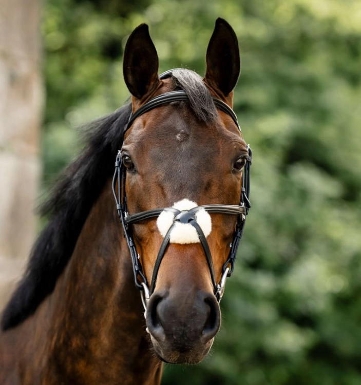 Oglowie-meksykanskie-HORSEWARE-Figure-8-Grackle-07