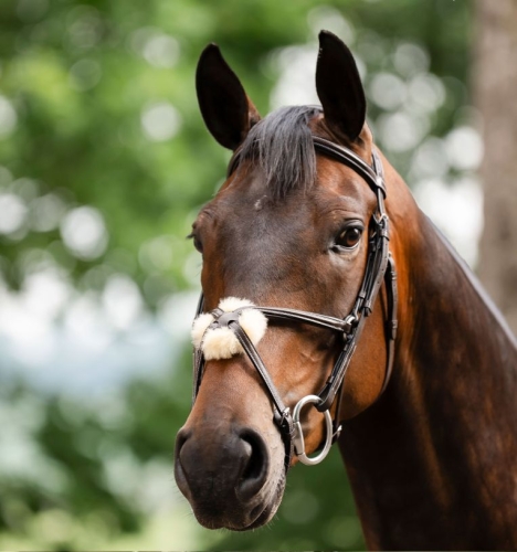 Oglowie-meksykanskie-HORSEWARE-Figure-8-Grackle-01