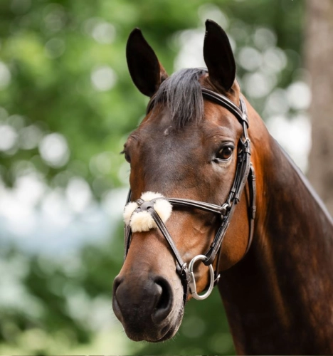 Oglowie-meksykanskie-HORSEWARE-Figure-8-Grackle-01