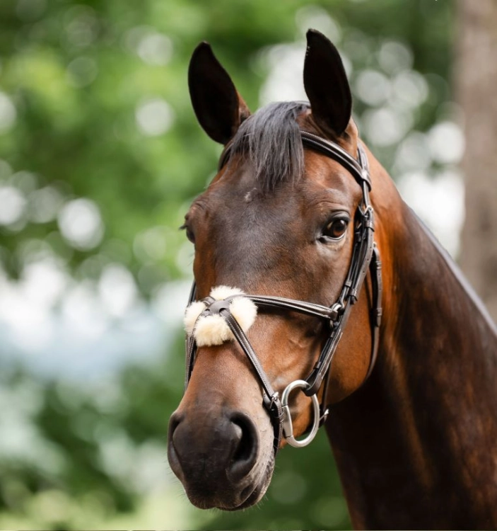 Oglowie-meksykanskie-HORSEWARE-Figure-8-Grackle-01