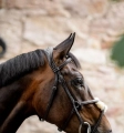 Oglowie-meksykanskie-HORSEWARE-Figure-8-Grackle-03