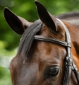 Oglowie-meksykanskie-HORSEWARE-Figure-8-Grackle-05