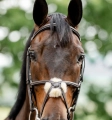 Oglowie-meksykanskie-HORSEWARE-Figure-8-Grackle-06