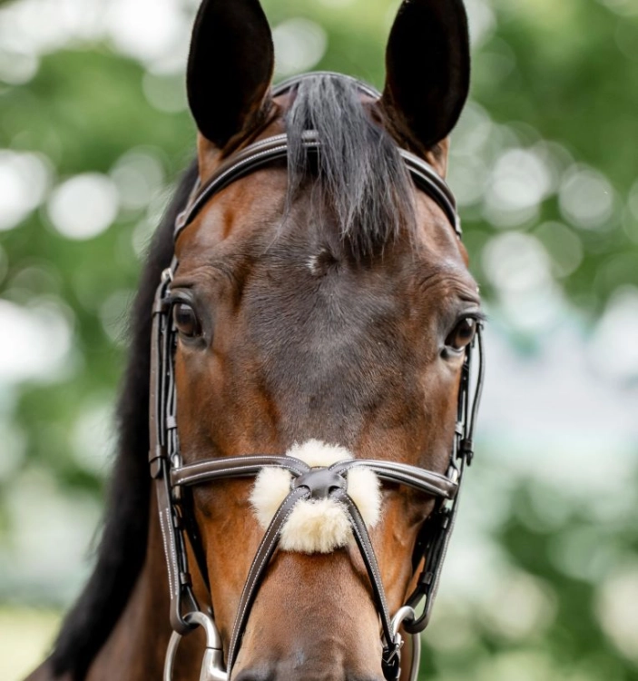 Oglowie-meksykanskie-HORSEWARE-Figure-8-Grackle-06