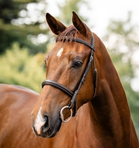 Ogłowie HORSEWARE "Hunter"