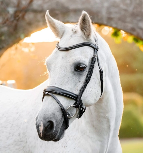 Oglowie-dla-kuca-HORSEWARE-Pony-Flash-czarne-01