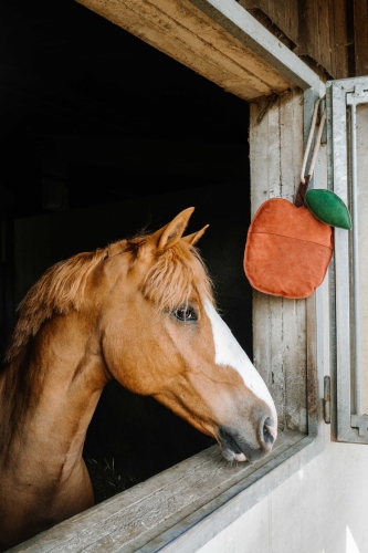 Zabawka-dla-konia-HIPPOTONIC-Apple-02