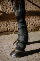 Ochraniacze-chlodzace-EquiTheme-Cool&dry-Fresh-04