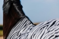 Derka-siatkowa-RIDING-WORLD-Belly-Mesh-zebra-03