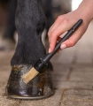 Pedzelek-do-kopyt-WALDHAUSEN-Hoof-Brush-with-Cover-03